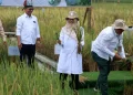 Banyuwangi Luncurkan Beras Biofortifikasi Pertama di Indonesia Untuk Cegah Stunting