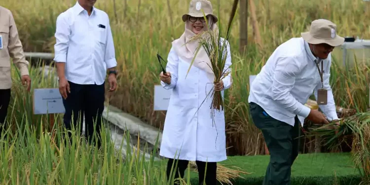 Banyuwangi Luncurkan Beras Biofortifikasi Pertama di Indonesia Untuk Cegah Stunting