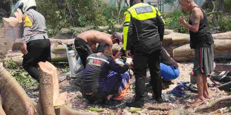 Penebang Kayu di Mojokerto Meninggal Tertimpa Pohon Randu