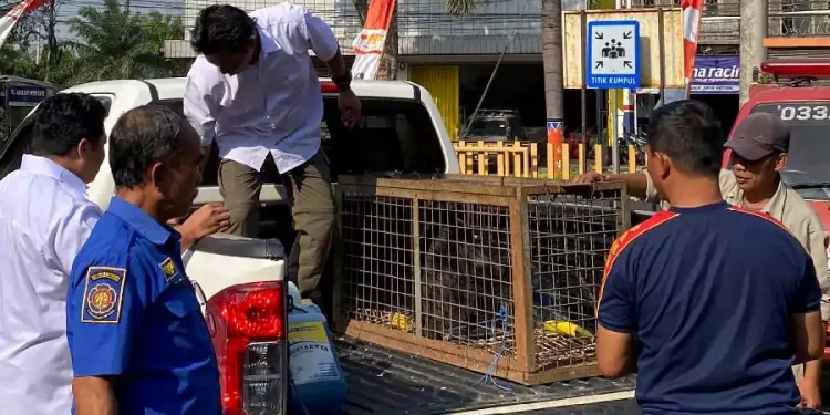 Penyerahan Lutung Jawa oleh Damkar Bondowoso ke BKSDA Usai Dievakuasi dari Rumah Warga