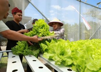 Pemuda Banyuwangi Sukses Budidaya Hidroponik Selada setelah Menjadi Jagoan Tani