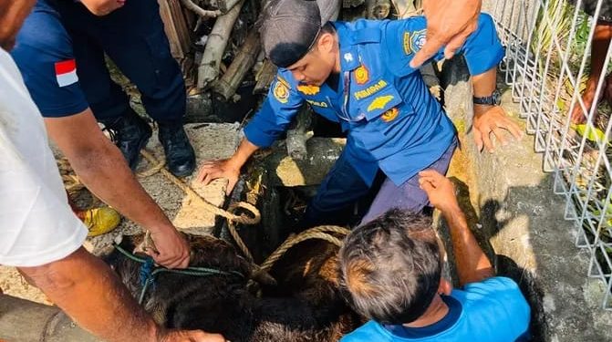 Evakuasi Sapi Terjebak di Got oleh Damkar Lamongan