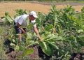 Anomali Cuaca Tekan Pertanian Tembakau di Bondowoso, Petani Tetap Tanam