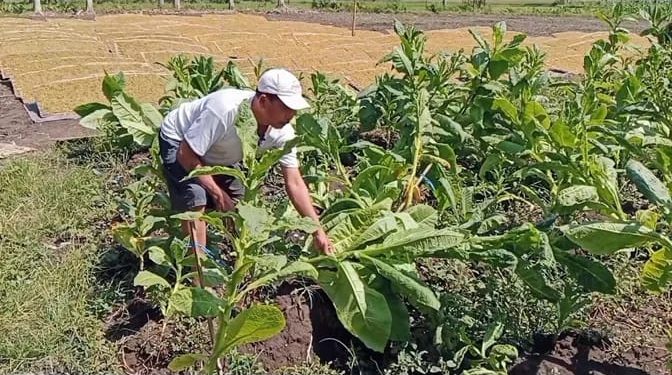 Anomali Cuaca Tekan Pertanian Tembakau di Bondowoso, Petani Tetap Tanam