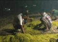 Petani Tembakau Camplong Sampang Lakukan Panen Awal