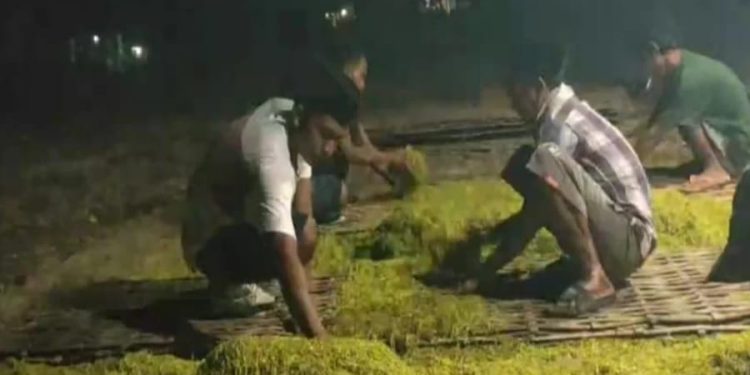 Petani Tembakau Camplong Sampang Lakukan Panen Awal