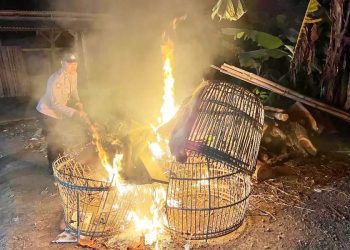 Polisi Membakar Dua Lokasi Arena Judi Sabung Ayam di Malang