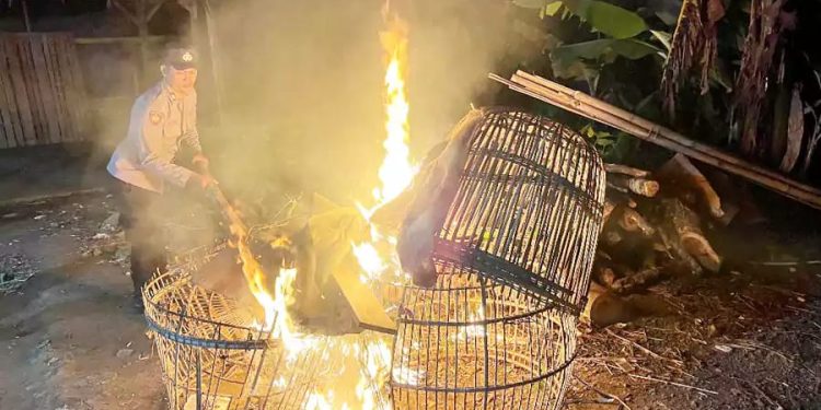 Polisi Membakar Dua Lokasi Arena Judi Sabung Ayam di Malang
