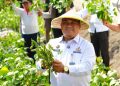 Hasil Pertanian Warga Binaan Lapas Kelas I Malang Panen Edamame Berkualitas Tinggi
