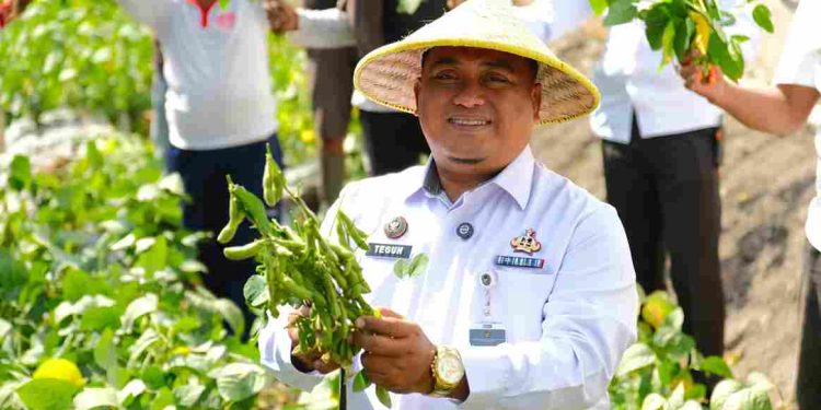 Hasil Pertanian Warga Binaan Lapas Kelas I Malang Panen Edamame Berkualitas Tinggi