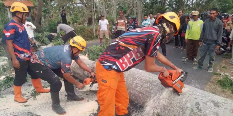 Pohon Kapuk di Bondowoso Tumbang Akibat Badai Menimpa Mobil Zebra