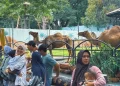 Kebun Binatang Surabaya Perluas Layanan Menyambut Musim Hujan