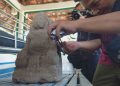 Penemuan Arca Kuno di Makam Desa Pesanggrahan Kutorejo Mojokerto