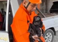 Lutung Jawa Tersengat Listrik di Ngawi Dievakuasi dalam Kondisi Kritis