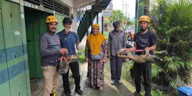 Dua Biawak Raksasa Terjatuh dari Plafon Kamar Mandi di Magetan