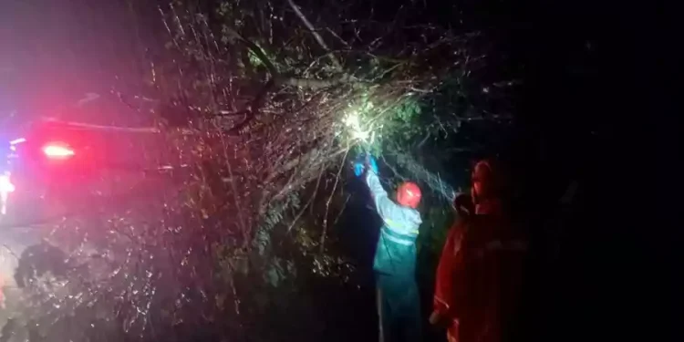 Angin Kencang Terjang Bojonegoro, Banyak Pohon Tumbang dan Rumah Rusak Berat