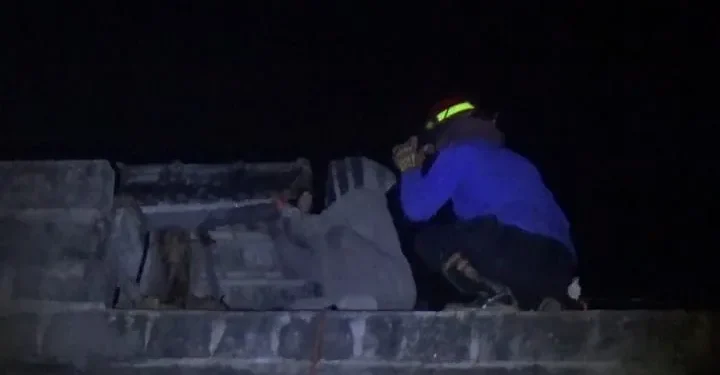 Teror Tawon Vespa Mengancam Keluarga di Jombang, Petugas Pemadam Kebakaran Turun Tangan
