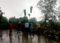 Lima Pohon Jati di Baureno Bojonegoro Roboh Terkena Angin Kencang Timpa Warkop
