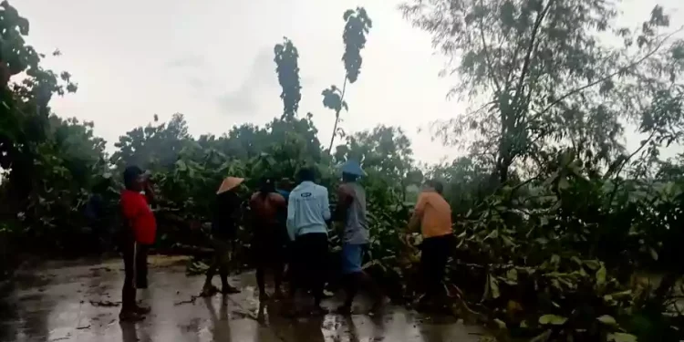 Lima Pohon Jati di Baureno Bojonegoro Roboh Terkena Angin Kencang Timpa Warkop