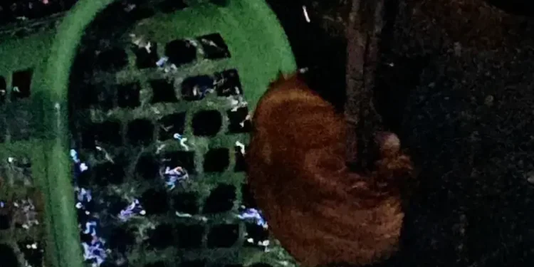 Kucing Terjatuh ke Dalam Sumur 25 Meter, Pemadam Kebakaran Gresik Lakukan Penyelamatan