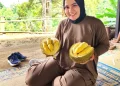 Berburu Durian Lokal Ngebel Ponorogo, Sensasi Manis dan Pahit yang Menggoda Selera